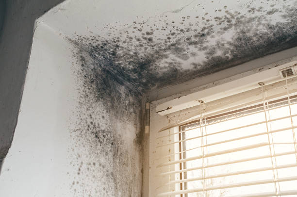 Affordable Mold Cleanup solutions in Golf, IL